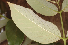 Lagerstroemia microcarpa